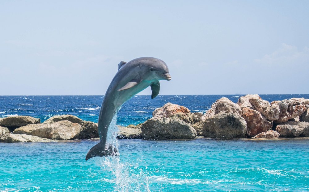 O scădere dramatică și cauzele acesteia. Câți delfini mai sunt în Marea Neagră - catidelfini-1563712473.jpg