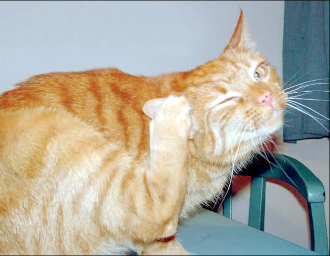 Ce faci dacă pisica  a umplut casa de purici - cefacidacapisica-1400421492.jpg