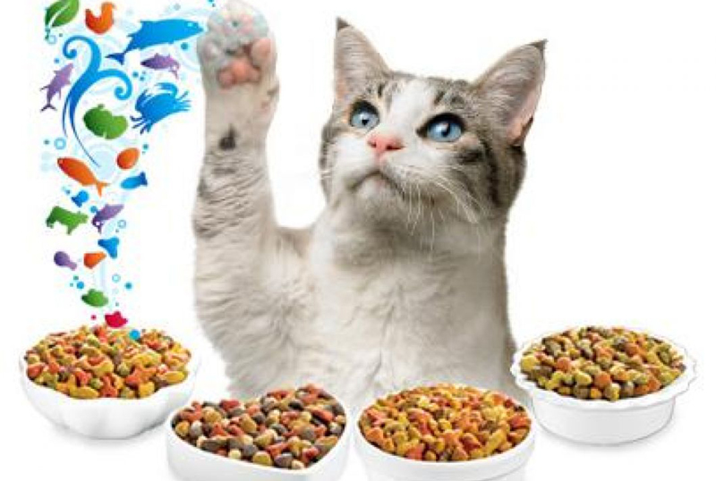 Ce faci dacă pisica refuză mâncarea - cefacipisica-1414333521.jpg