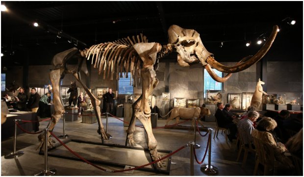 Cercetătorii vor să readucă la viață mamutul lânos dispărut acum 4.000 de ani - cercetatoriivorsareaducalaviatam-1631611515.jpg