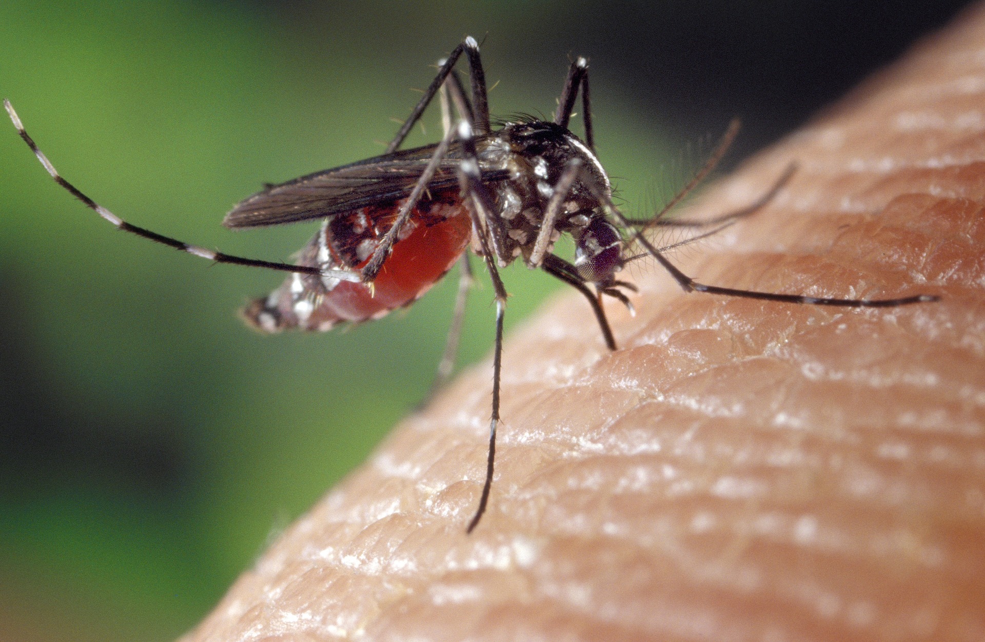 SEMNAL DE ALARMĂ: OMS atrage atenția că țânțarii care transmit boli se înmulțesc rapid - cesamanancisanulemaiplacitantari-1680710376.jpg