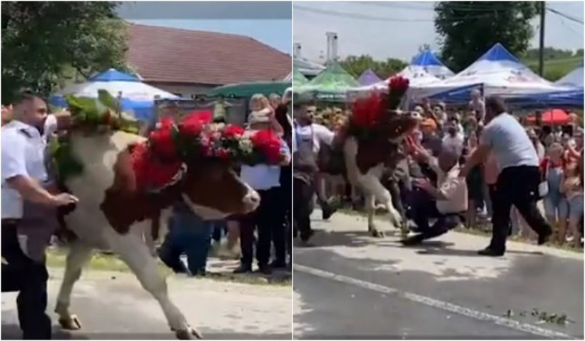 Panică la un festival din Cluj, după ce un bou a atacat un bărbat - clujjupg-1655045127.jpg