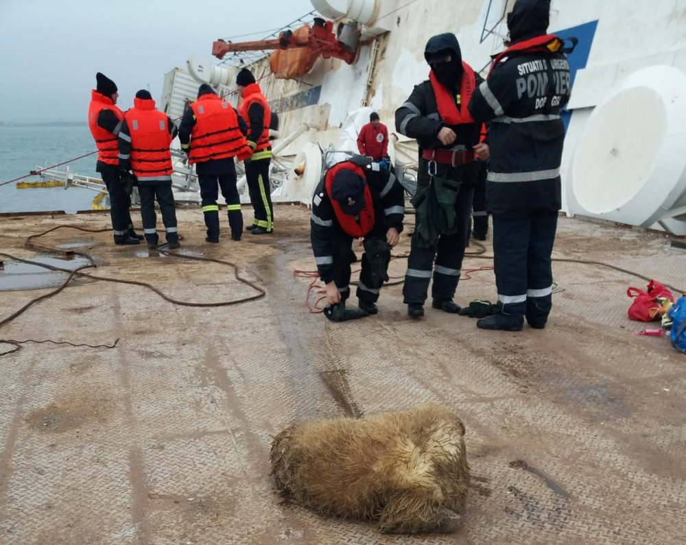 A început recuperarea oilor moarte din acvatoriul portuar Midia - cnapmcainceputrecuperareaoilormo-1575192924.jpg
