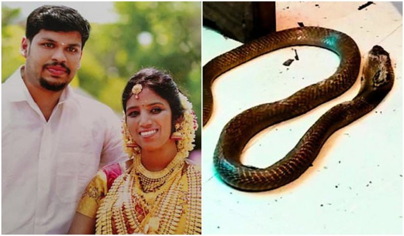 Un bărbat din India și-a ucis soția bogată cu o cobră, după ce nu a reușit să o omoare cu o viperă - cobra-1634137272.jpg