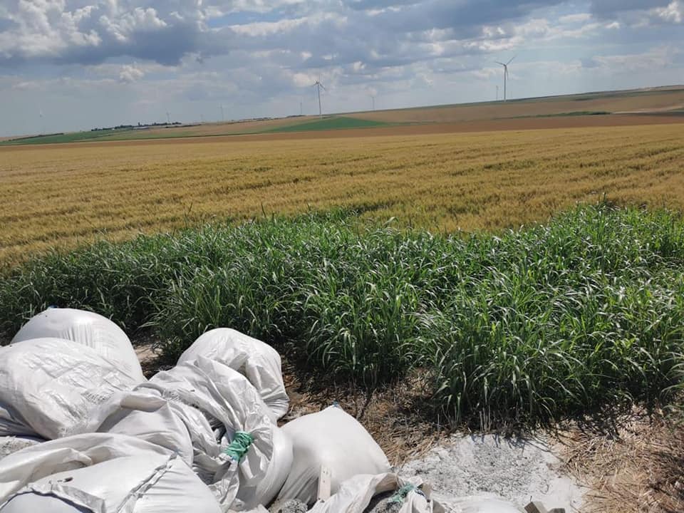 Sancțiuni pentru depozitarea unor îngrășăminte chimice pe un teren agricol din Ciocârlia - controalejpg2-1656332808.jpg
