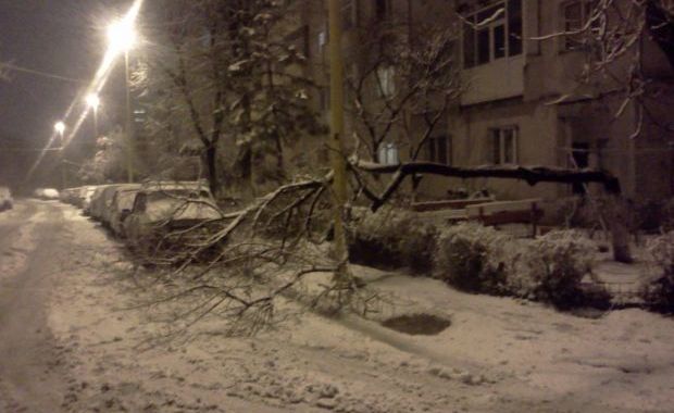 COD portocaliu/Vântul a dărâmat copaci, stâlpi și cabluri de electricitate - copac-1328700458.jpg