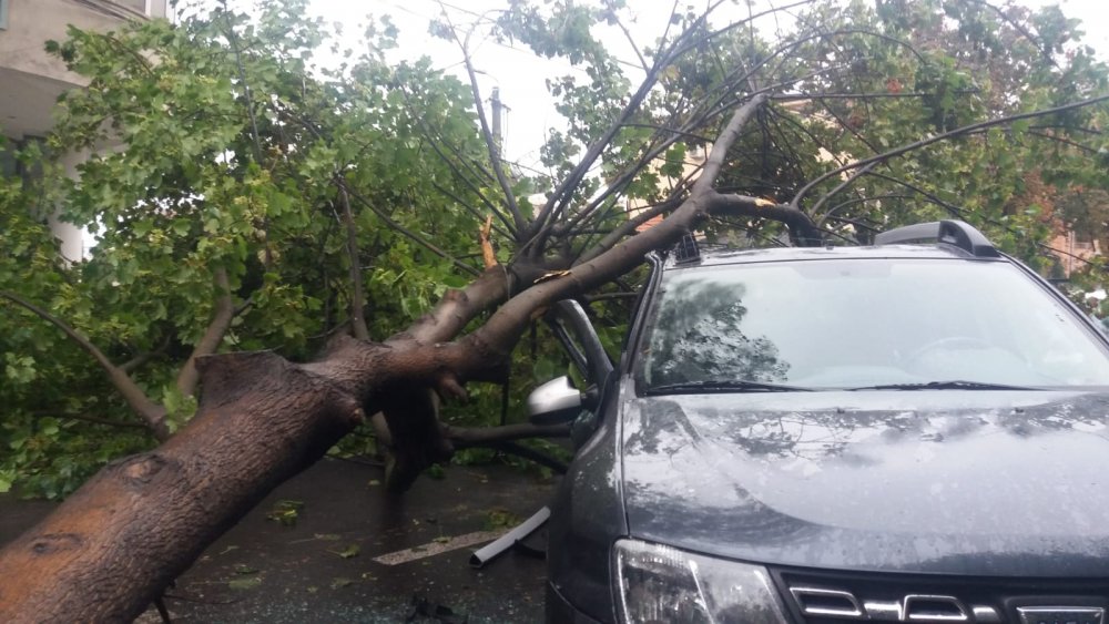 Constanța: Un copac a căzut peste trei mașini parcate - copac-1655909522.jpg