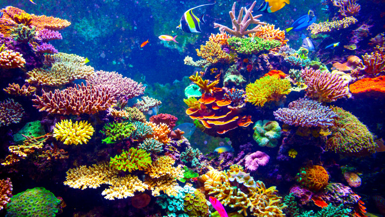 Jumătate dintre coralii lumii vor fi afectaţi de condiţiile de mediu nefavorabile - corali-1665753544.jpg