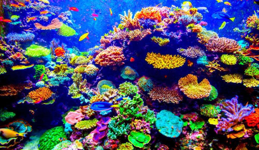 Degradarea Marii Bariere de Corali continuă, avertizează experţi UNESCO - coralii-1669732597.jpg