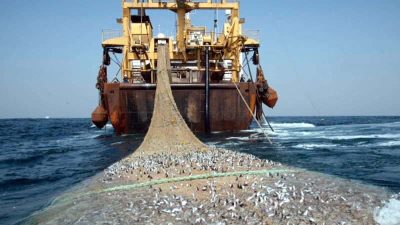 Cote de șprot și calcan în pescuitul de la Marea Neagră - cotedesprotsicalcan-1515331558.jpg