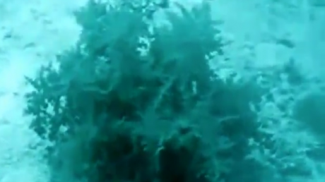 Imagini înfricoșătoare: o creatură ciudată a fost descoperită în ocean VIDEO - creaturamisterioasa74636700-1321180088.jpg