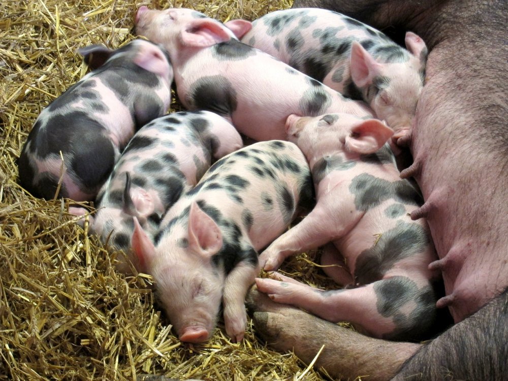 Crescătorii de porci din rasele Bazna şi Mangaliţa vor primi bani - crescatoriideporci-1617980334.jpg