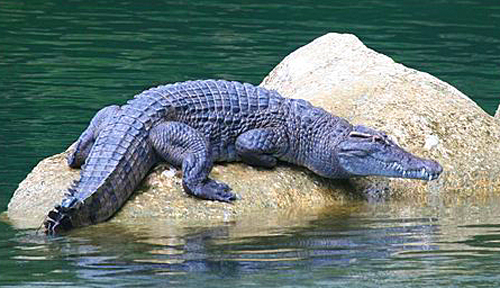 Mii de crocodili au scăpat dintr-o crescătorie din Africa de Sud - croco2-1359047505.jpg