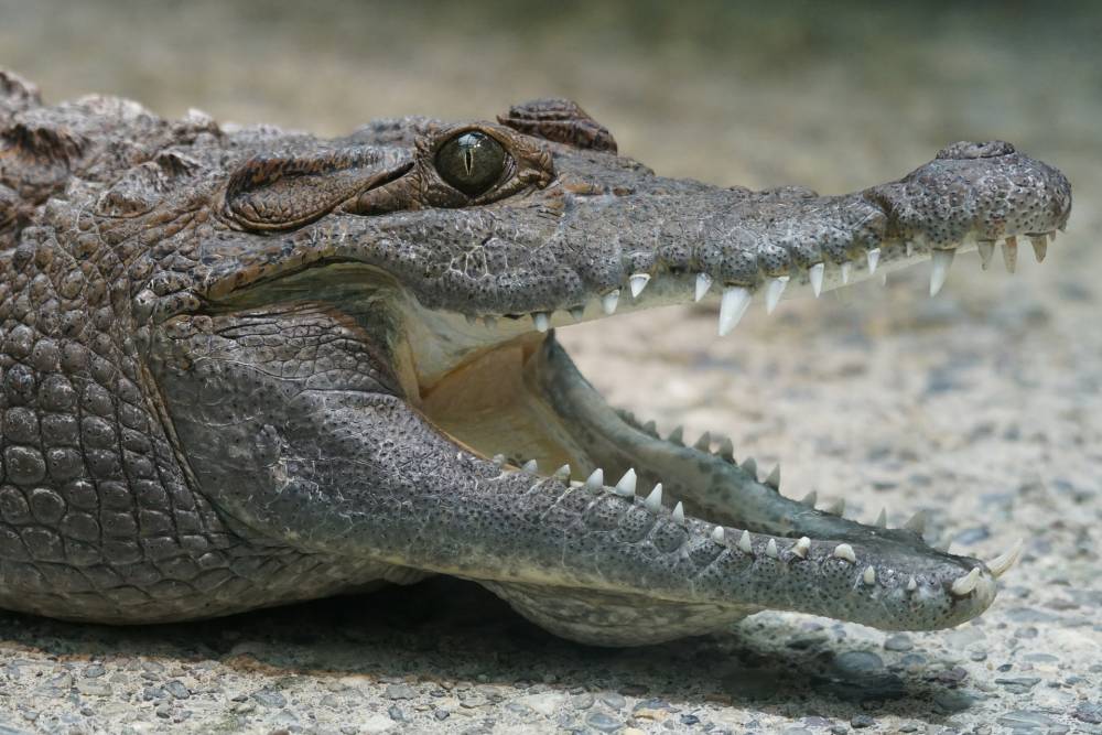 VIDEO ȘOCANT. Un crocodil l-a mușcat de cap pe îngrijitor în timpul spectacolului - crocodil3-1497613503.jpg