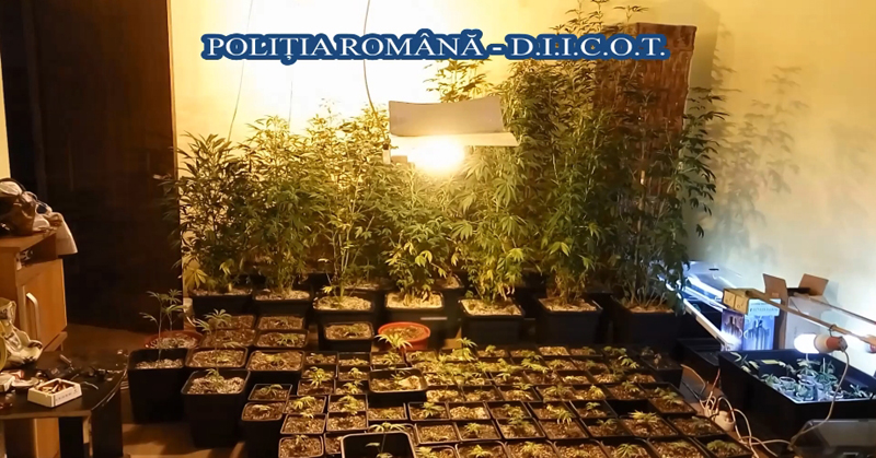 Cultură  de cannabis descoperită  de polițiștii constănțeni - culturacanabis-1487867474.jpg