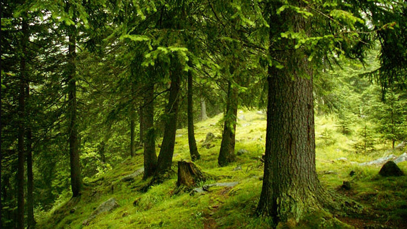 Cum au evoluat pădurile în 2015 - cumauevoluatpadurile-1464797961.jpg