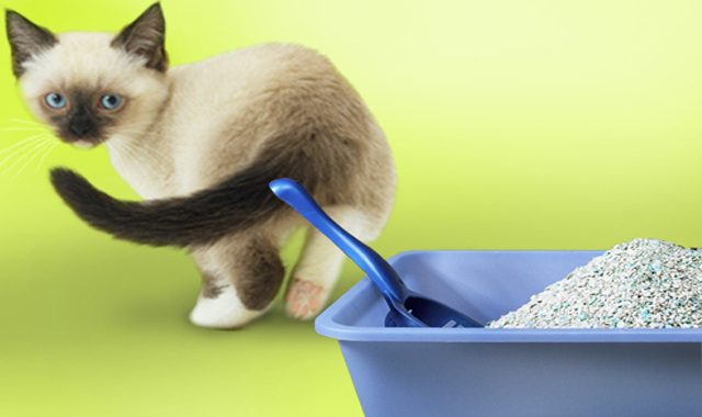 Cum se curăță urina de pisică - cumcuretiurina-1404393021.jpg