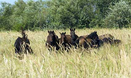 Cum este ținută sub control populația de cai sălbăticiți din Grindul Letea - cumestetinutasubcontrol-1406045216.jpg