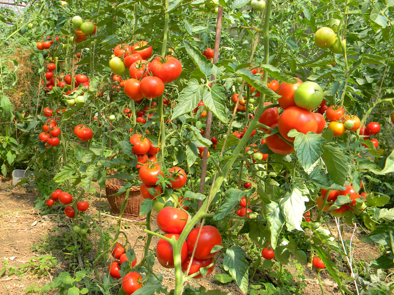 Primăria Cumpăna, informare  pentru cei  care vor să obțină  subvenția la tomate - cumpanasubventiitomate-1486399251.jpg