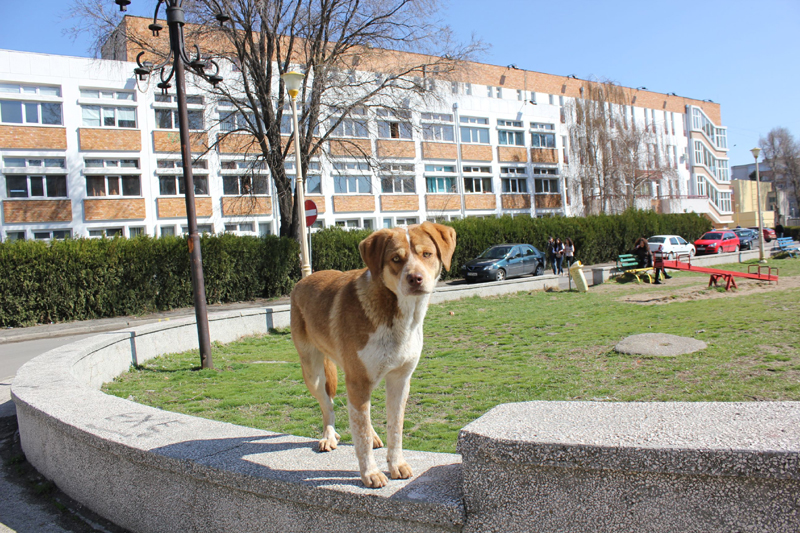 Cum puteți adopta un câine fără stăpân din Biobaza Constanța - cumpotiadopta1-1392137177.jpg