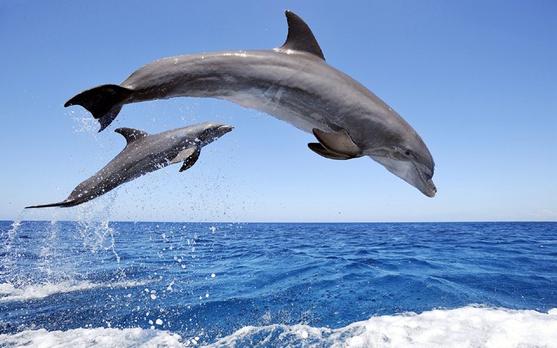 Cum poți deveni părintele adoptiv al unui delfin din Marea Neagră! - cumputetideveniparinti-1399813595.jpg