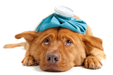 Cum știi că un câine este bolnav? - cumrecunoastemuncainebolnav-1326659028.jpg