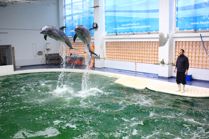 Cum putem salva  un delfin eșuat pe plajă - cumsalvamdelfinii-1473440579.jpg