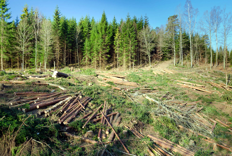 Cum se defrișează pădurile 