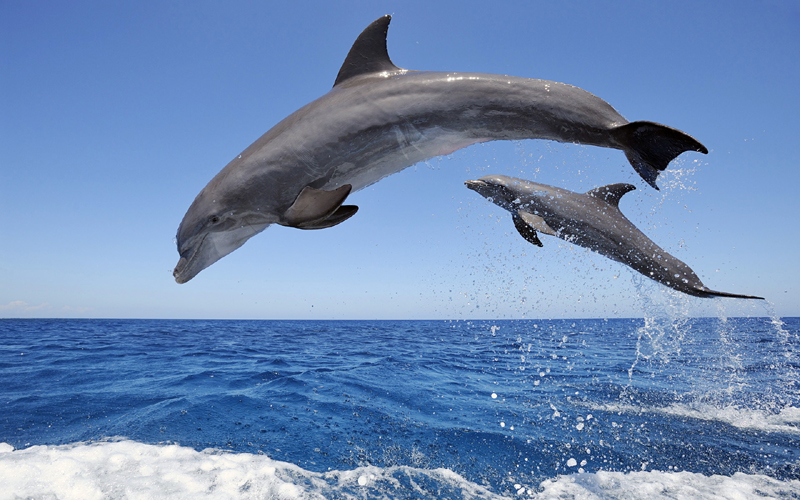 Cum vor fi salvați delfinii din Marea Neagră - cumvorfisalvati-1415381892.jpg