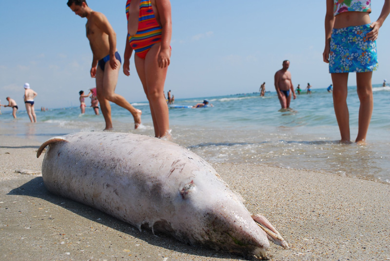 Trei delfini morți au fost găsiți, ieri, pe plajele din Eforie, Constanța și Mamaia - d12cf668e216d39d60a742e179cfe78b.jpg