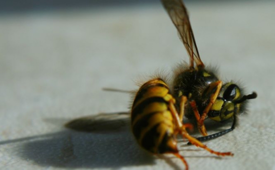 Insecticid interzis de Uniunea Europeană. Substanța este letală pentru albine - da-1374064749.jpg
