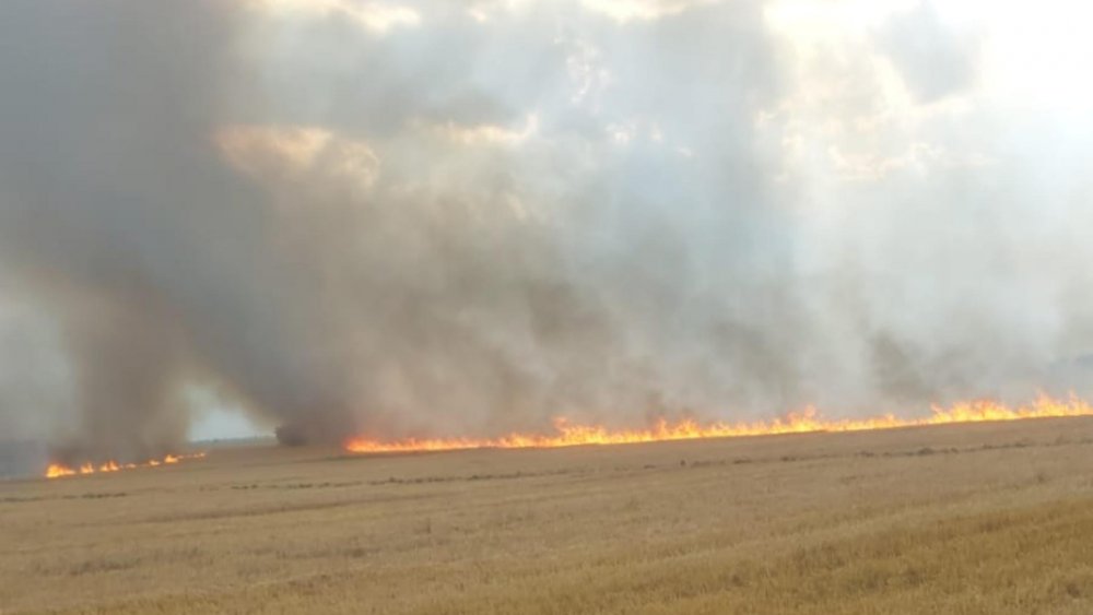 Cultură de 40 de hectare de grâu, cuprinsă de incendiu; mai multe autospeciale intervin - damabobitaincendiu2f4297399ef-1691155414.jpg