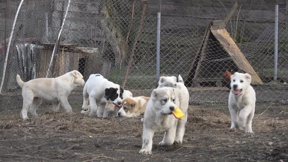 Ce se mai fură în România? Câini de rasă! - ddd-1580206418.jpg