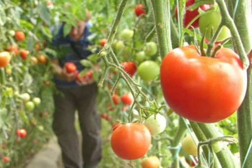Reziduuri de pesticide peste norma admisă, depistate într-o probă de tomate - ddd-1581784277.jpg
