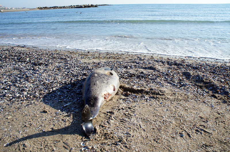 Delfin  găsit mort pe plaja din Vadu - delfi-1401984914.jpg