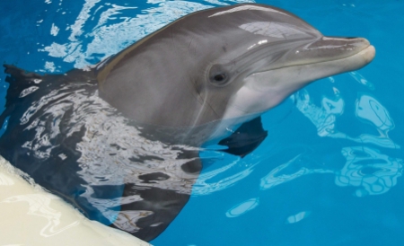 Delfinii din Constanța au fost mutați în bazinul acoperit - delfin-1317064893.jpg