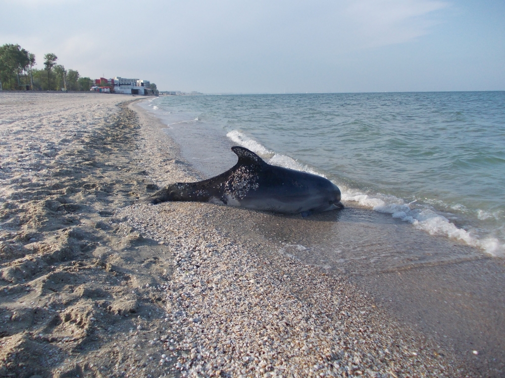 18 delfini eșuați morți pe plajele românești - delfin-1336980588.jpg