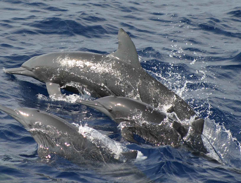 Cursuri pentru fotografierea delfinilor din Marea Neagră - delfin-1340815286.jpg