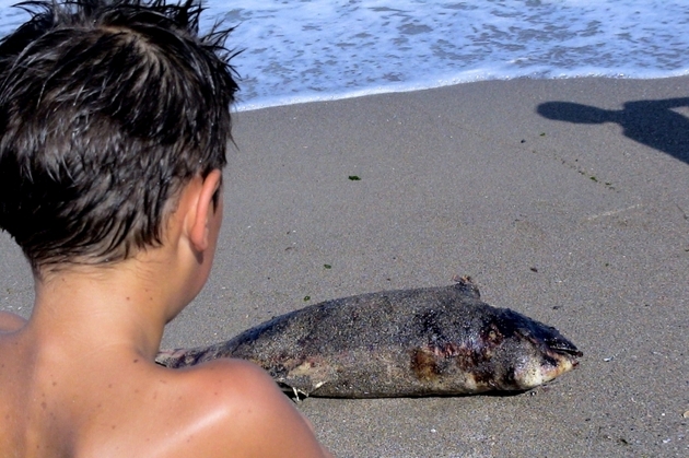 Delfin eșuat viu, mort pe plaja din Eforie Sud - delfin-1343119480.jpg