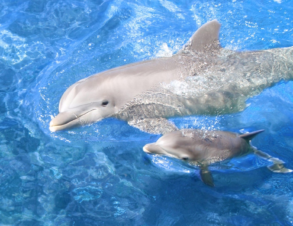 Cum puteți să adoptați un delfin - delfin-1343457977.jpg