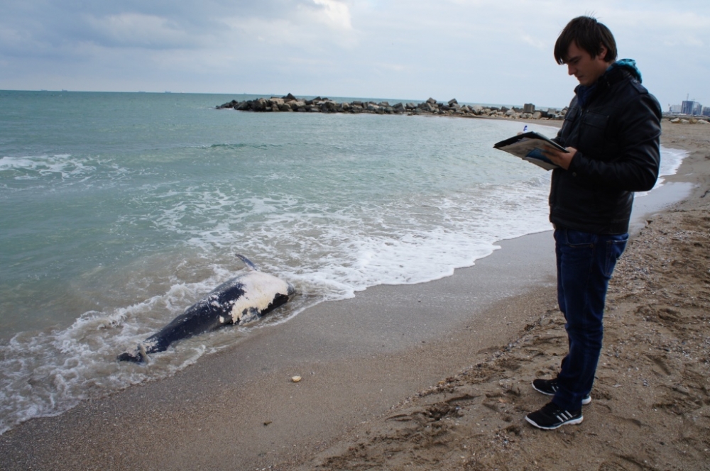 Delfin eșuat, găsit mort pe plaja din Constanța - delfin-1381331552.jpg