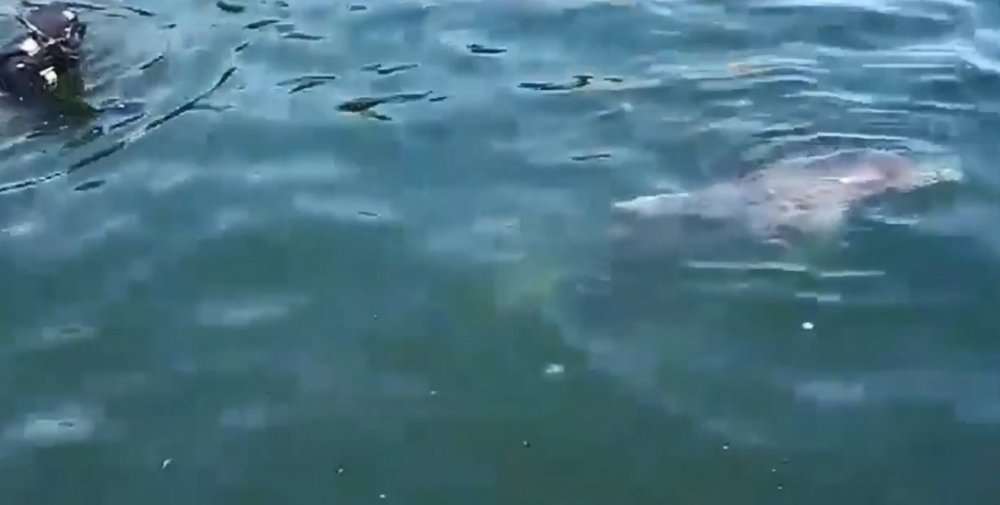 VIDEO / Delfin salvat în Portul Constanța. Era rănit și prins într-un fir de pescuit - delfin-1533461260.jpg