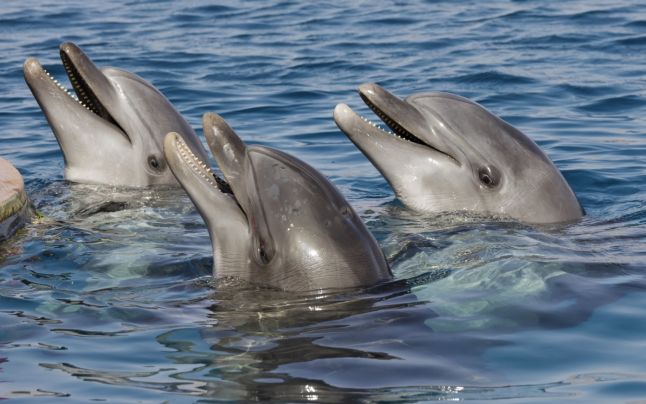 Rusia trimite în război delfini din Marea Neagră antrenaţi pentru luptă - delfin-1651155398.jpg