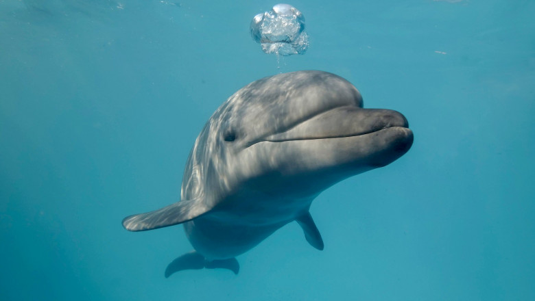 Mii de delfini au murit în Marea Neagră din cauza navelor și submarinelor rusești folosite în războiul din Ucraina - delfin-1658838570.jpg