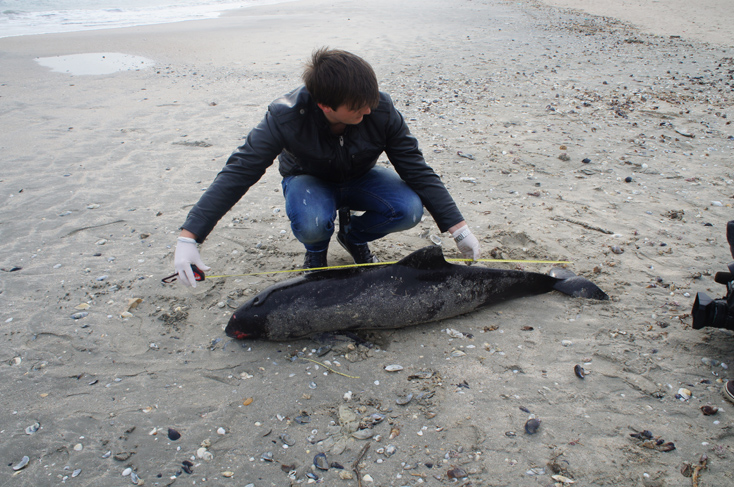 Delfin eșuat pe plaja din Mamaia - delfin1-1384960337.jpg