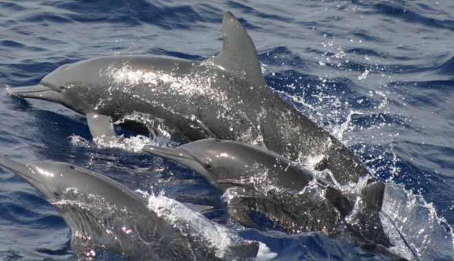 Cum poți ajuta delfinii din Marea Neagră - delfin1340815286-1360927427.jpg