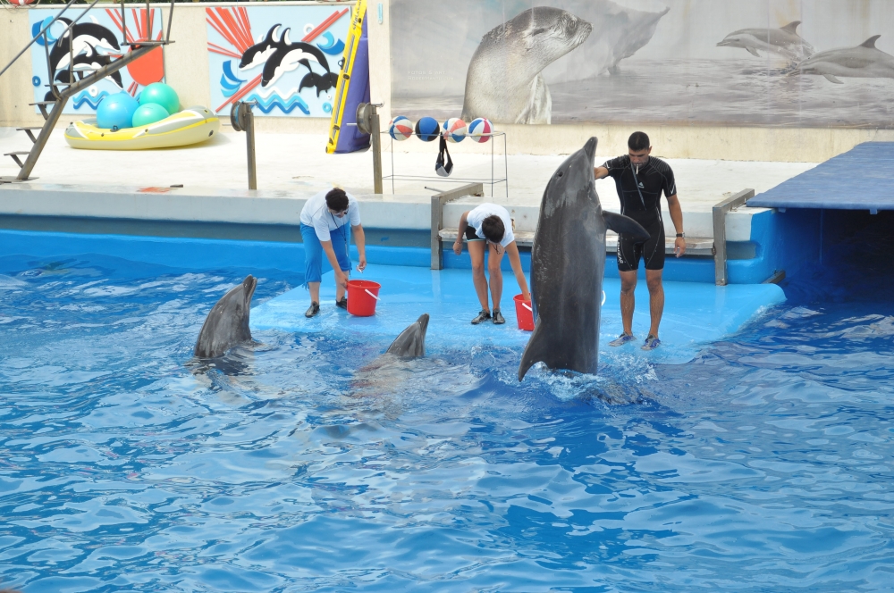 Despăgubire de 120.000 de euro pentru moartea delfinului Pei-Pei: Va fi cumpărat un alt delfin - delfinariu1-1377513923.jpg