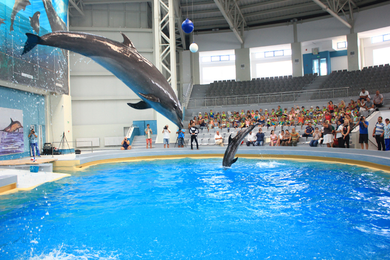 Spectacolele cu delfini revin în atenția turiștilor - delfinariu651469807967-1470295957.jpg