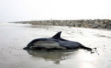 Delfinii din Marea Neagră, vedete într-un film documentar - delfinesuat-1315932702.jpg