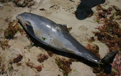 Câți delfini au murit anul aceasta pe plajele românești - delfinesuat-1325066684.jpg